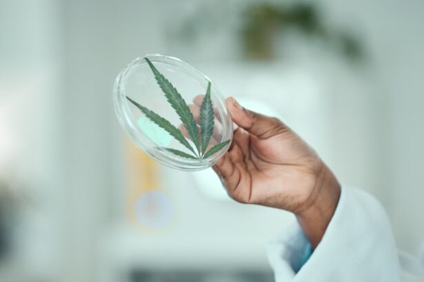 Cannabis