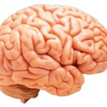 Brain