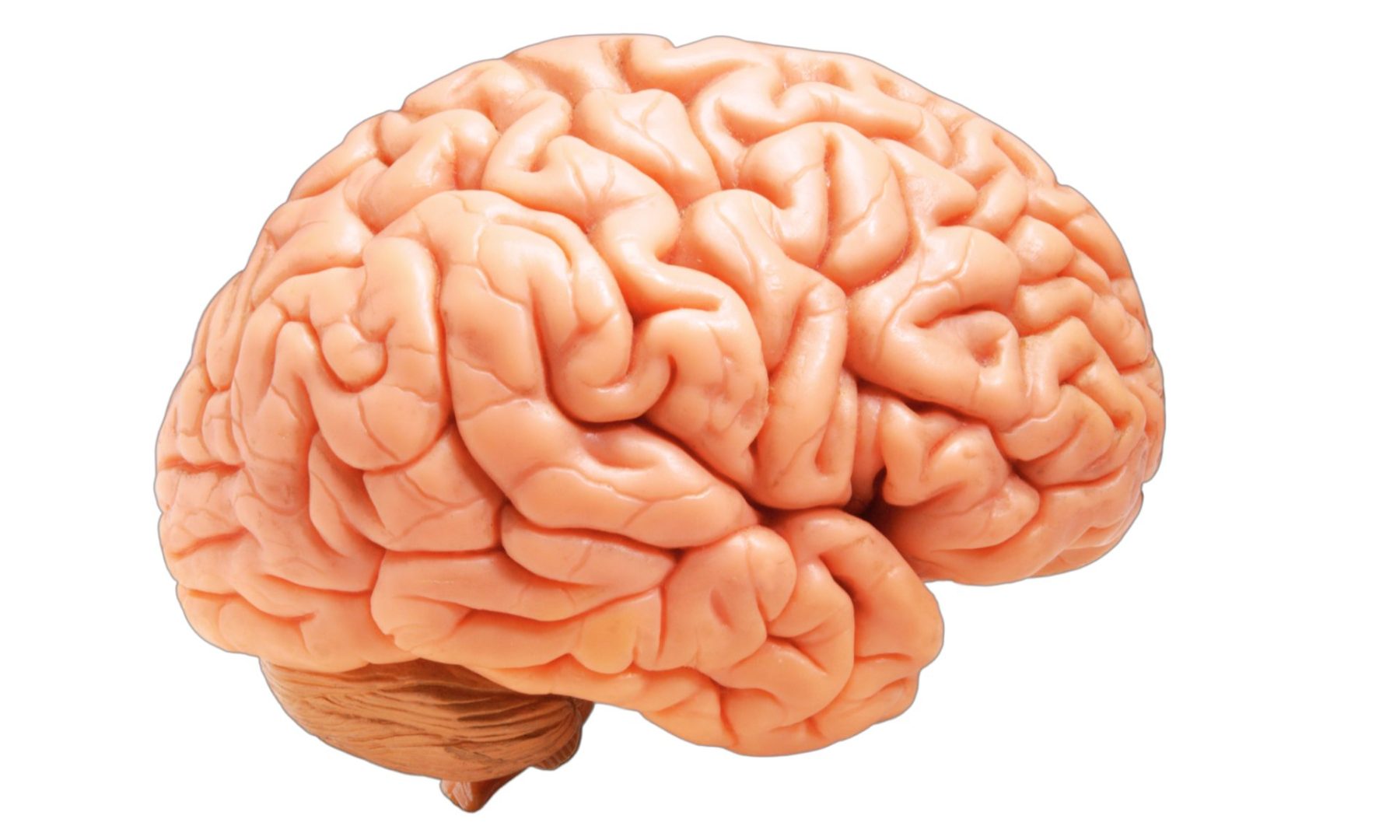 Brain