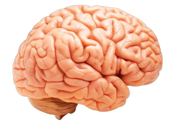 Brain