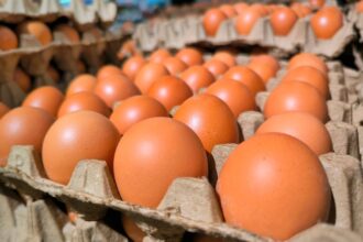 Eggs