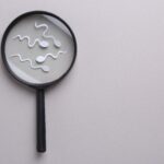 male fertility