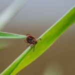 tick