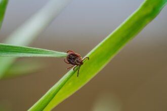 tick