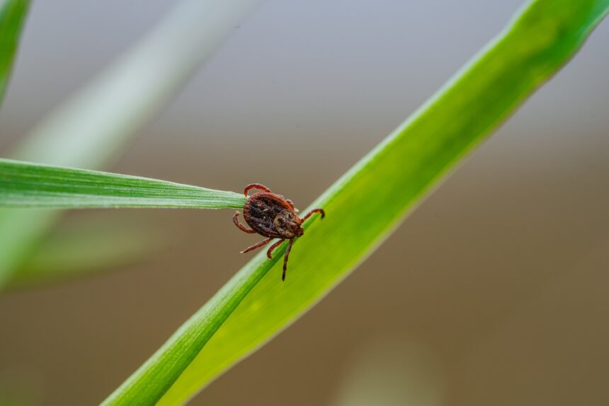 tick