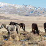 wild horses