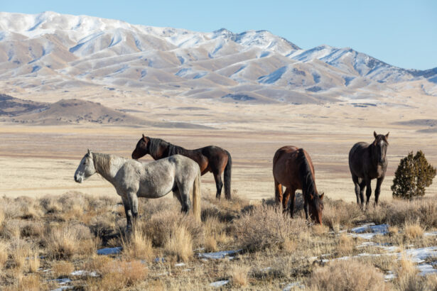 wild horses