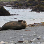 seal