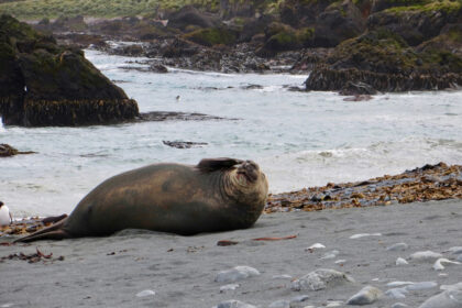 seal