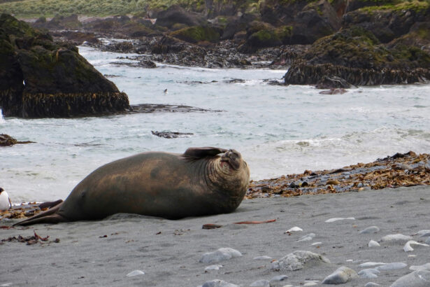 seal