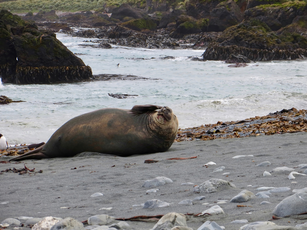 seal