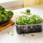 Broccoli sprouts