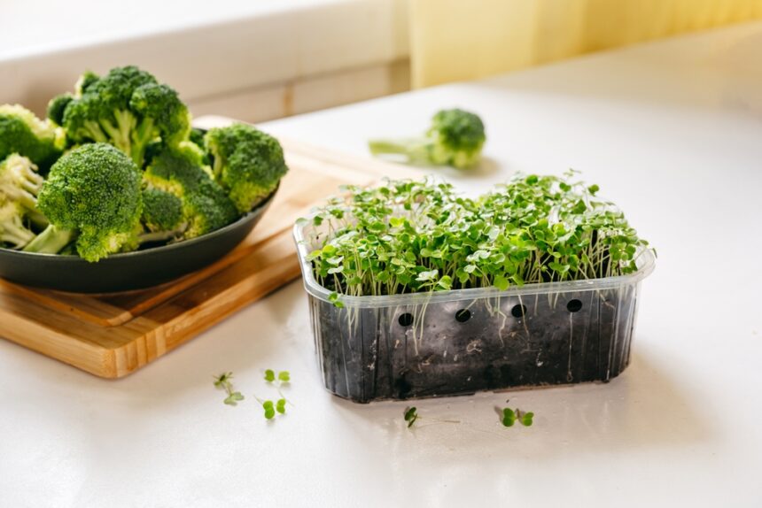 Broccoli sprouts